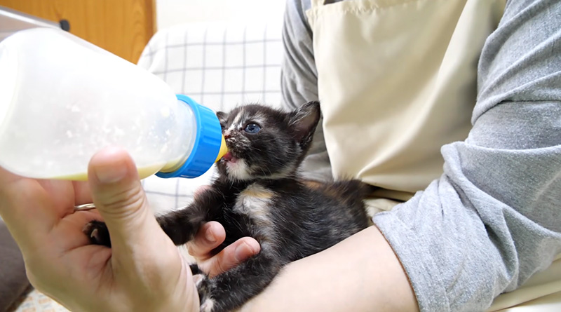 夢中でミルクを飲む子猫