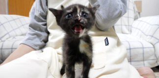 大声で訴えかける子猫
