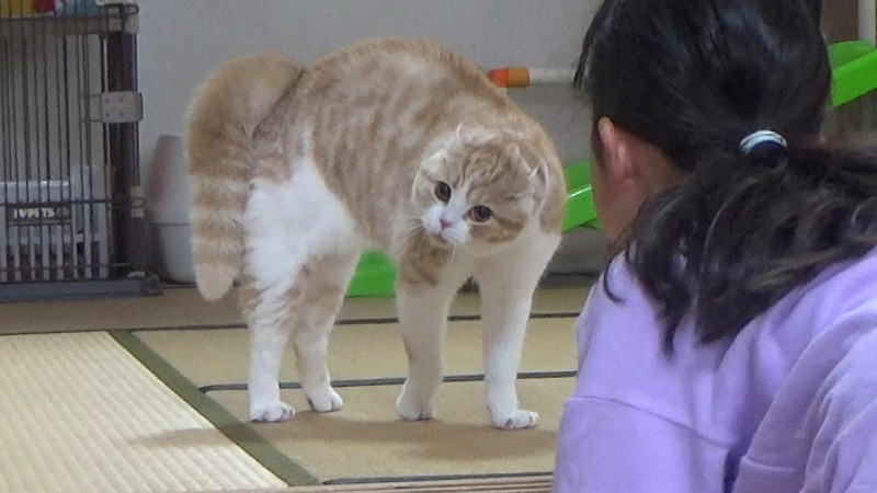 オラオラな猫と女の子