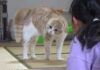 オラオラな猫と女の子