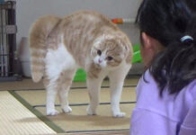 オラオラな猫と女の子