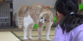 オラオラな猫と女の子