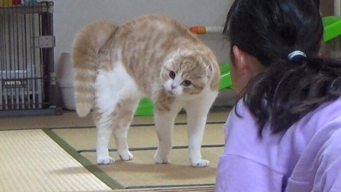 オラオラな猫と女の子
