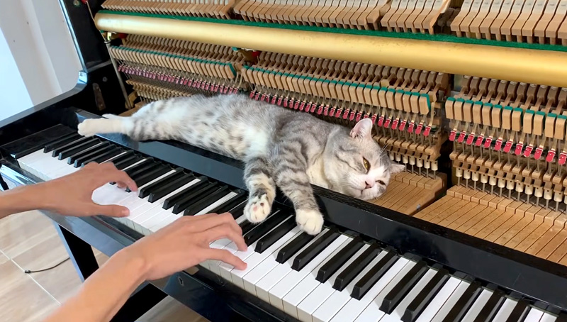 ピアノマッサージを堪能する猫