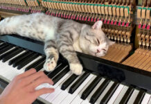 ピアノマッサージを堪能する猫