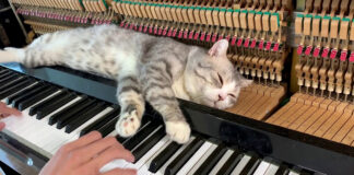 ピアノマッサージを堪能する猫