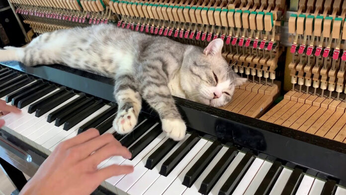 ピアノマッサージを堪能する猫