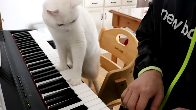 猫の厳しいピアノレッスン