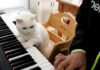 猫先生の厳しすぎるピアノレッスン