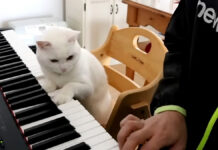 猫先生の厳しすぎるピアノレッスン