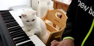 猫先生の厳しすぎるピアノレッスン