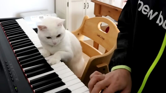 猫先生の厳しすぎるピアノレッスン