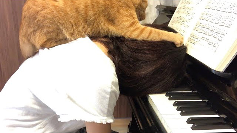 ピアノの練習中に乗ってくる猫