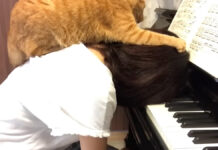 ピアノの練習中に乗ってくる猫