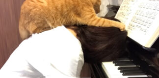 ピアノの練習中に乗ってくる猫