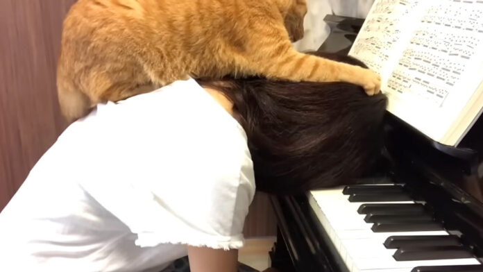 ピアノの練習中に乗ってくる猫