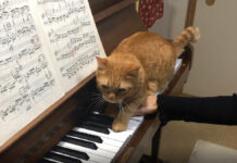 ピアノ練習中に乱入する猫