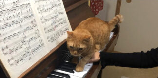 ピアノ練習中に乱入する猫