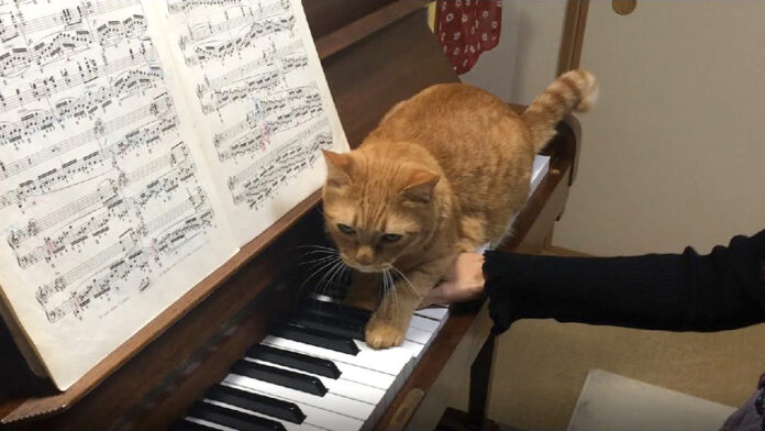 ピアノ練習中に乱入する猫