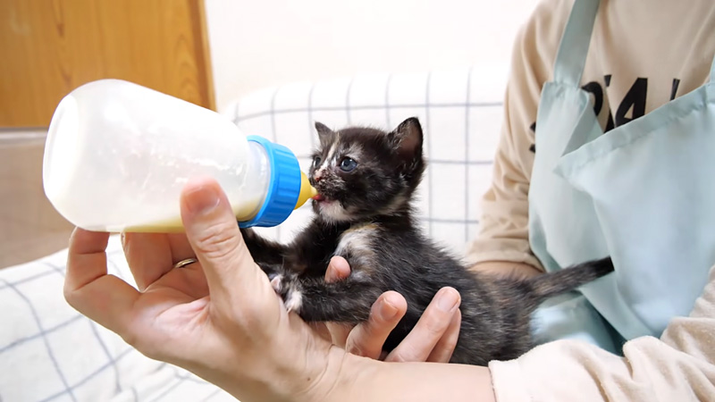 ミルクを飲む子猫