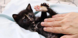 お腹をマッサージされる子猫