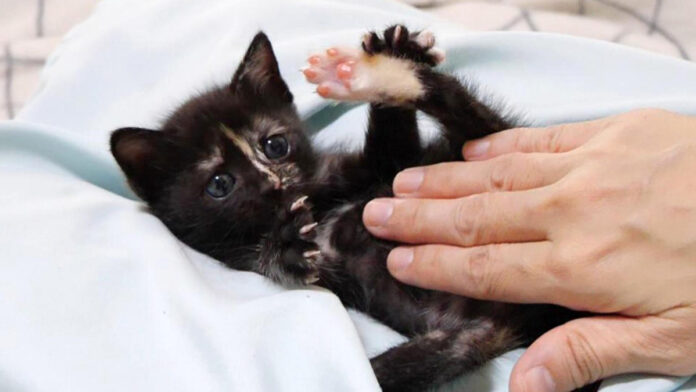 お腹をマッサージされる子猫
