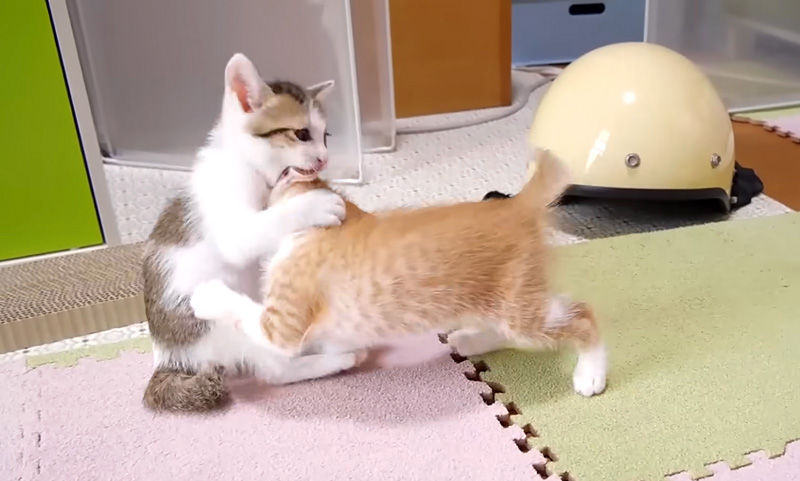 はしゃぐ子猫達