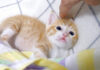 子猫達のぴょんぴょんタックルが可愛すぎる♪ お腹を満たすと遊びたい気持ちが爆発! ナデナデされる子猫