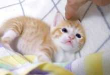 子猫達のぴょんぴょんタックルが可愛すぎる♪ お腹を満たすと遊びたい気持ちが爆発! ナデナデされる子猫