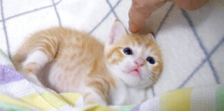 ナデナデされる子猫