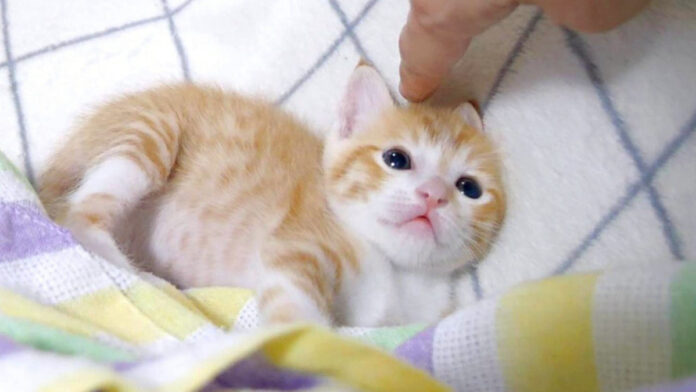 ナデナデされる子猫