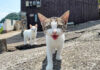猫島の坂の上のカフェの看板猫