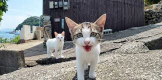 猫島の坂の上のカフェの看板猫