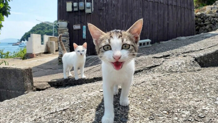 猫島の坂の上のカフェの看板猫
