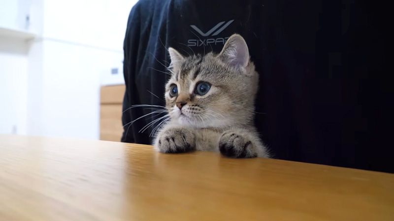 真剣にアニメを見る子猫