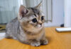 真剣にアニメを見る子猫