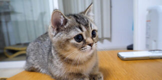 真剣にアニメを見る子猫