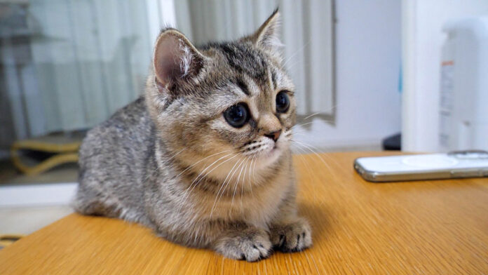 真剣にアニメを見る子猫