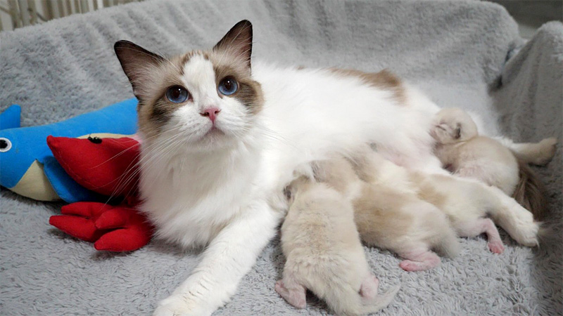 子猫達にミルクを飲ませる母猫