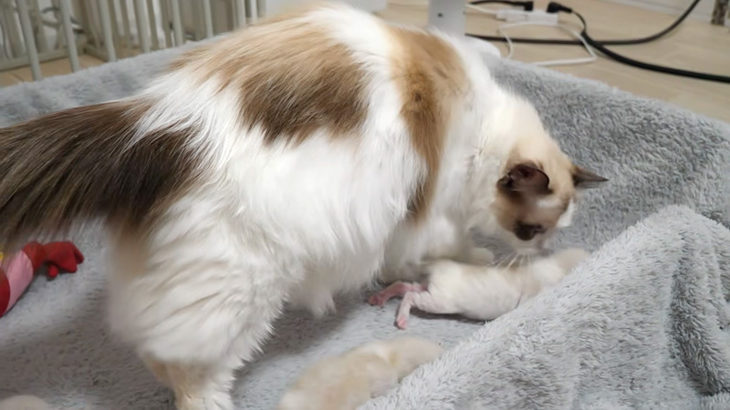 子猫達に愛情を注ぐ母猫