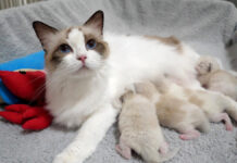 子猫達にミルクを飲ませる母猫