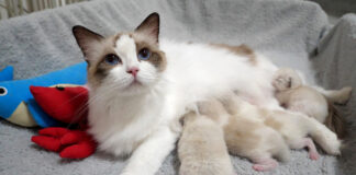 子猫達にミルクを飲ませる母猫