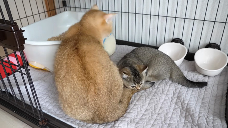 シッポに噛みついた子猫