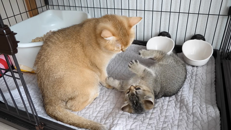 シッポに噛みついて怒られた子猫