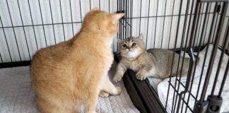 シッポに噛みついて怒られた子猫