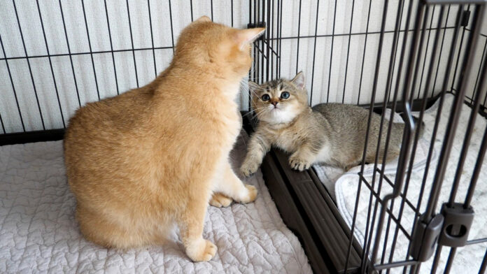 シッポに噛みついて怒られた子猫