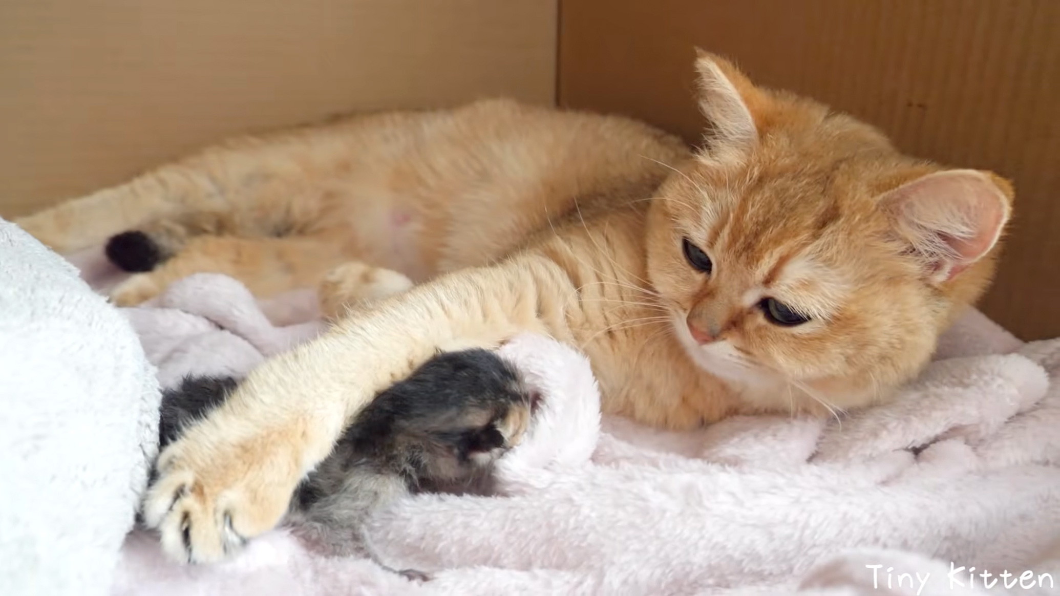 子猫を育てるママ猫