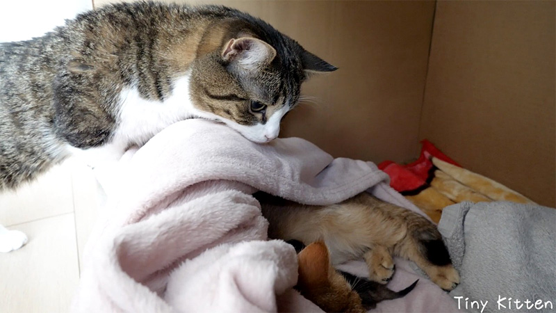 子猫とママ猫をそっと見守るパパ猫