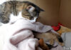 子猫とママ猫をそっと見守るパパ猫