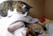 子猫とママ猫をそっと見守るパパ猫